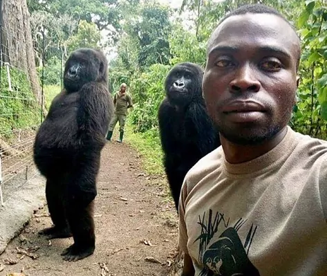 Imagen: Esta fue la selfie que le dio la vuelta al mundo, en la que se ve a la gorila posando con su cuidador. Foto: cortesía. Imagen: Esta fue la selfie que le dio la vuelta al mundo, en la que se ve a la gorila posando con su cuidador. Foto: cortesía.