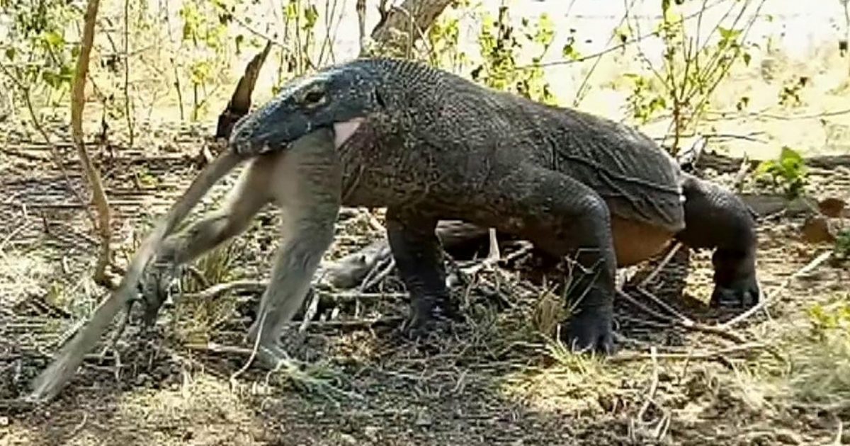 VIDEO Captan a un dragón de Komodo comiéndose un mono entero TC