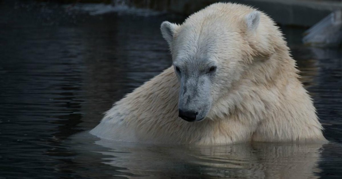 Cuanto Pesa Un Oso Polar Chiste