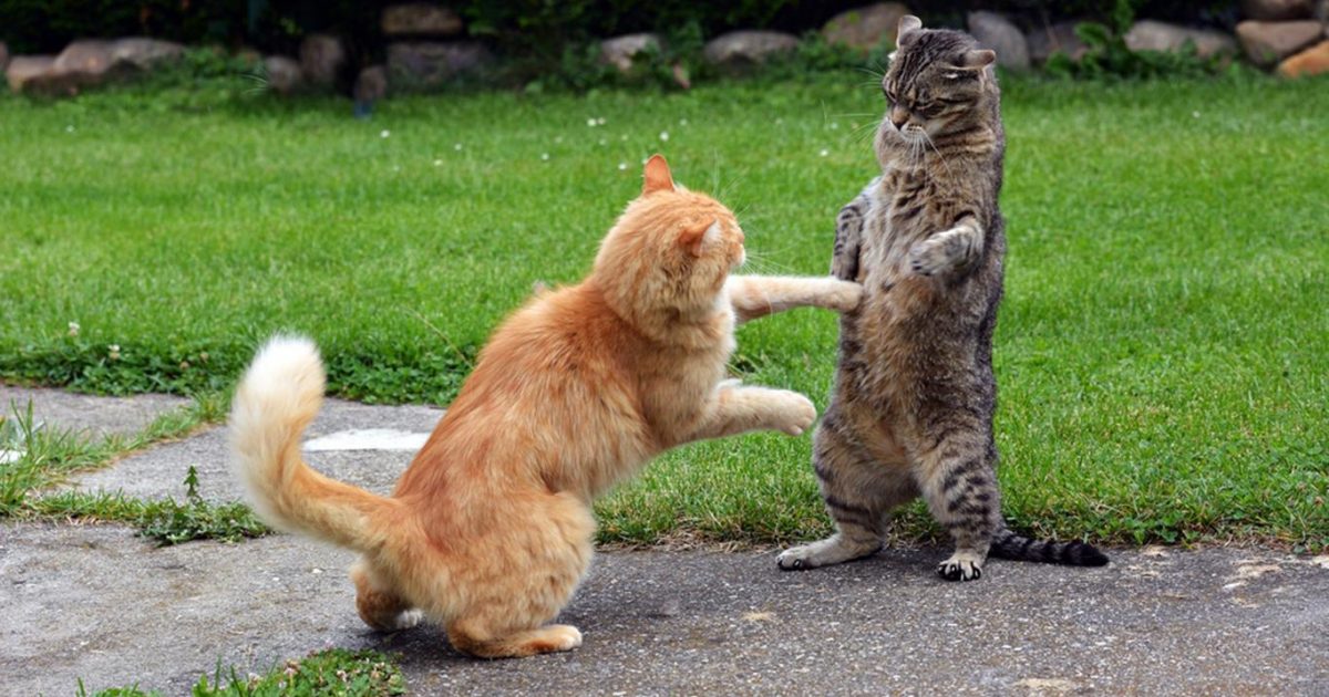 Como Separar A Dos Gatos Peleando