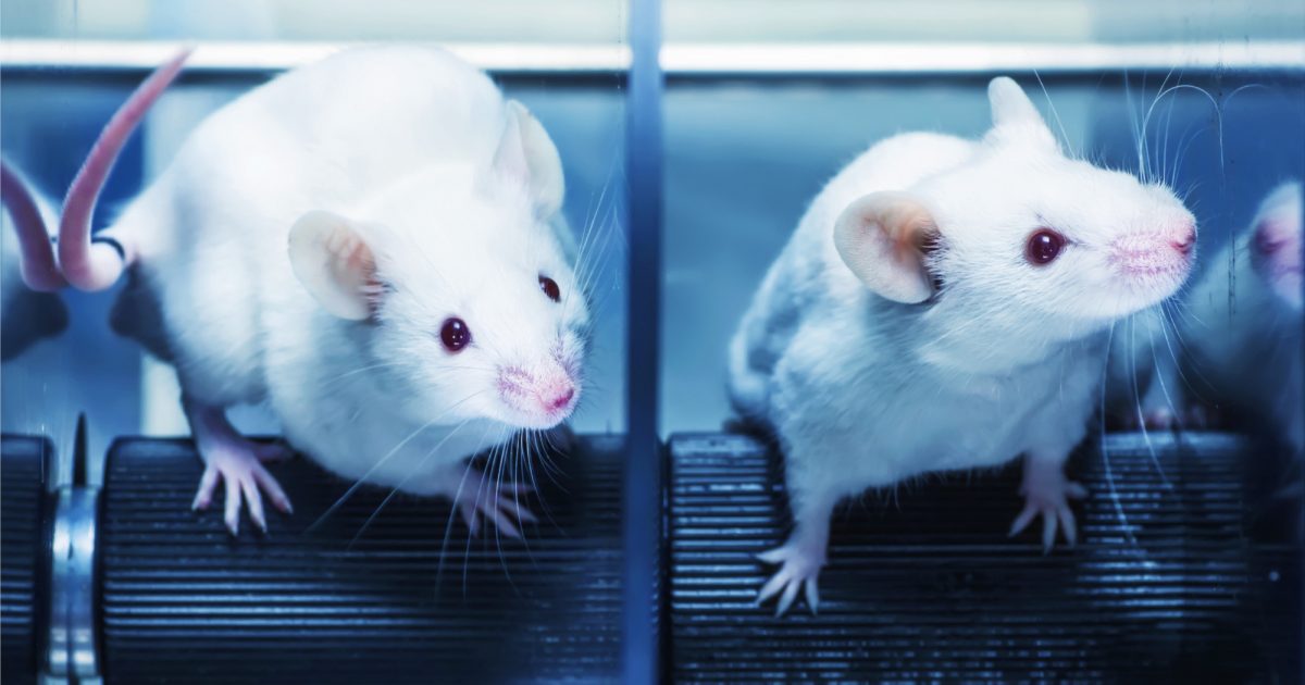 VIDEO | Científicos enseñan a ratones a conducir y a estacionar