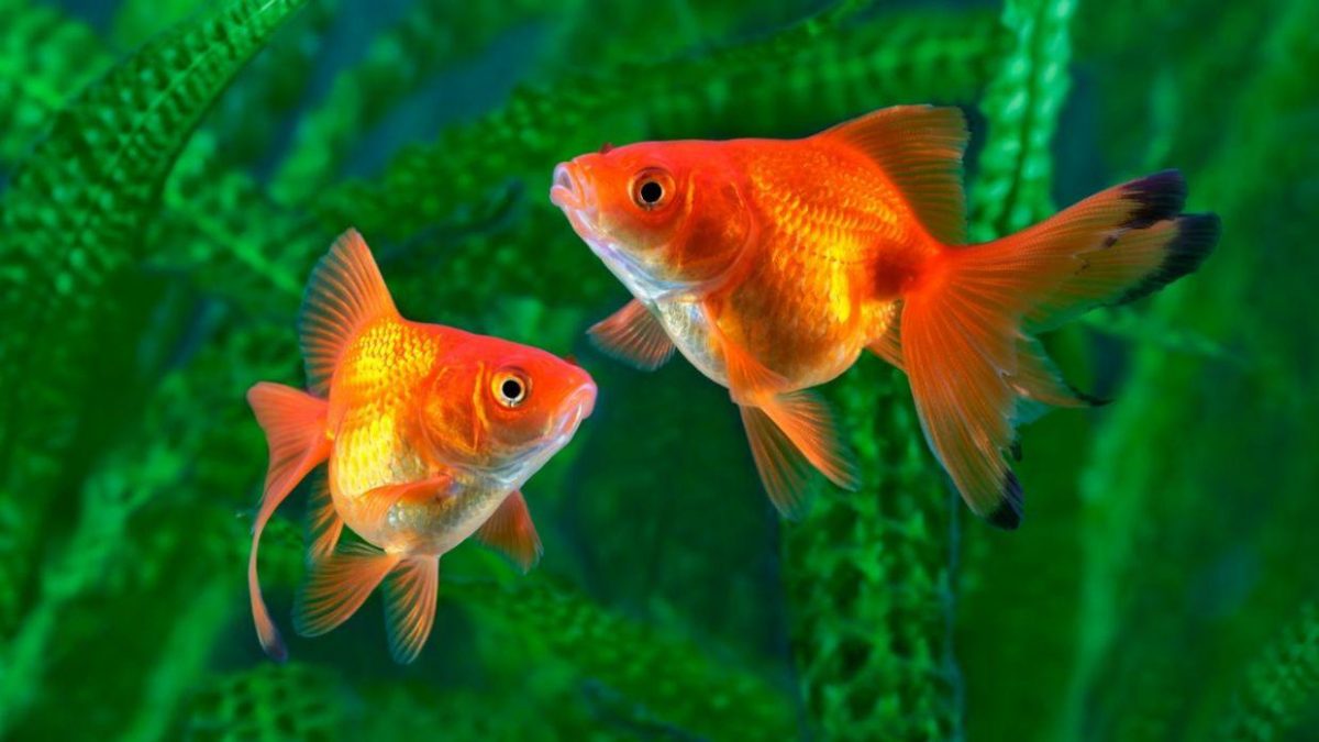 Noticia: Uno de cada cinco pescados que se consumen en México tiene residuos de plástico Uno de cada cinco pescados que se consumen en México tiene residuos de plástico