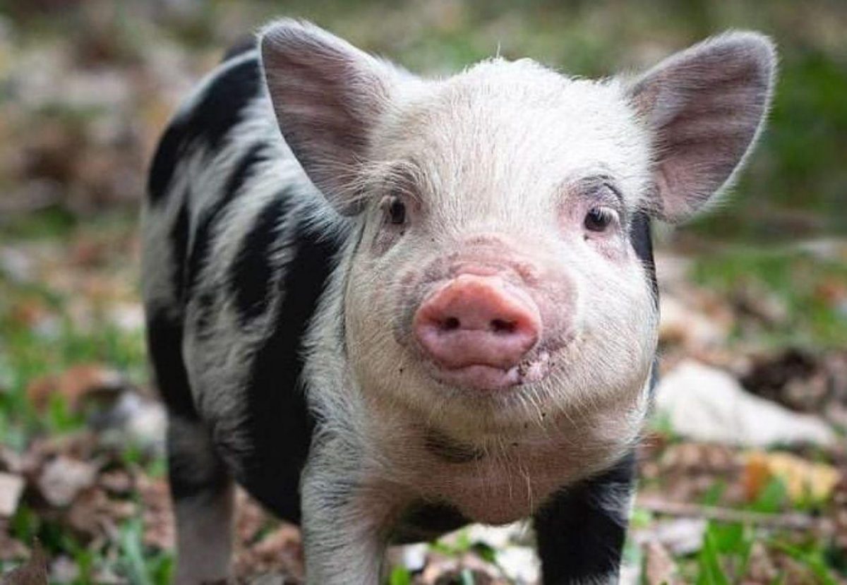 Noticia: Hombre adopta un chanchito como mascota y terminó comiéndoselo a la parrilla Hombre adopta un chanchito como mascota y terminó comiéndoselo a la parrilla