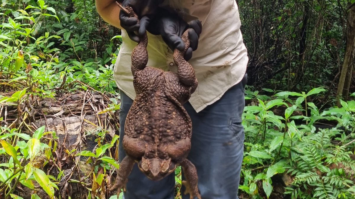 Noticia: Hallan "monstruoso" sapo gigante de 2,7 kilos en Australia Hallan "monstruoso" sapo gigante de 2,7 kilos en Australia