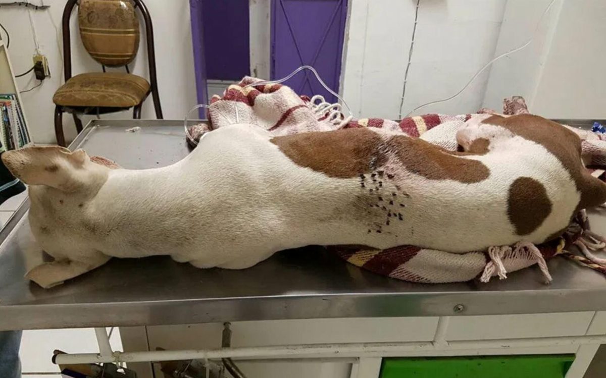 Noticia: Muere pitbull tras ser atacado por niños con un cohete Muere pitbull tras ser atacado por niños con un cohete