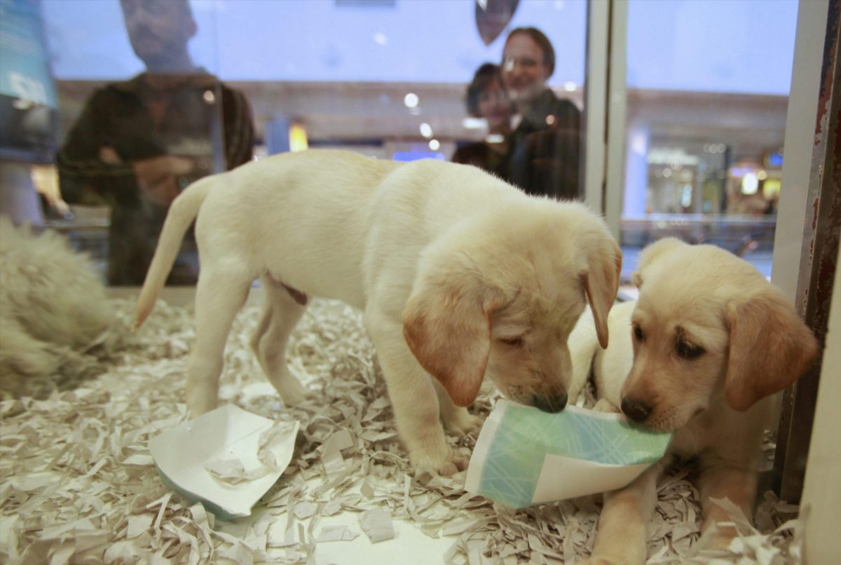 Noticia: El Reino Unido prohibió la venta de perros y gatos cachorros en tiendas El Reino Unido prohibió la venta de perros y gatos cachorros en tiendas