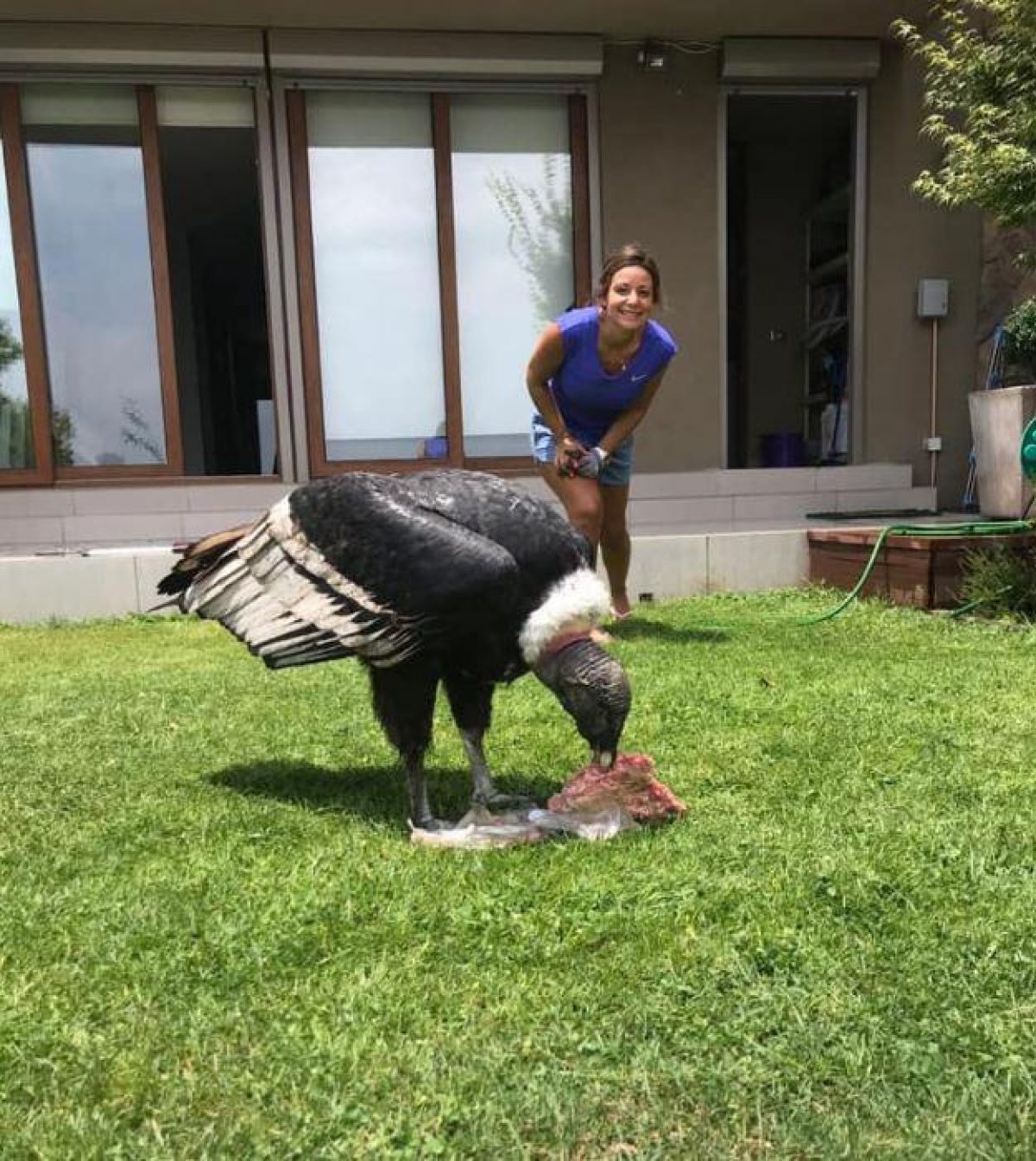 Noticia: VIDEO: familia realizaba parrillada hasta que dos cóndores los sorprendieron VIDEO: familia realizaba parrillada hasta que dos cóndores los sorprendieron