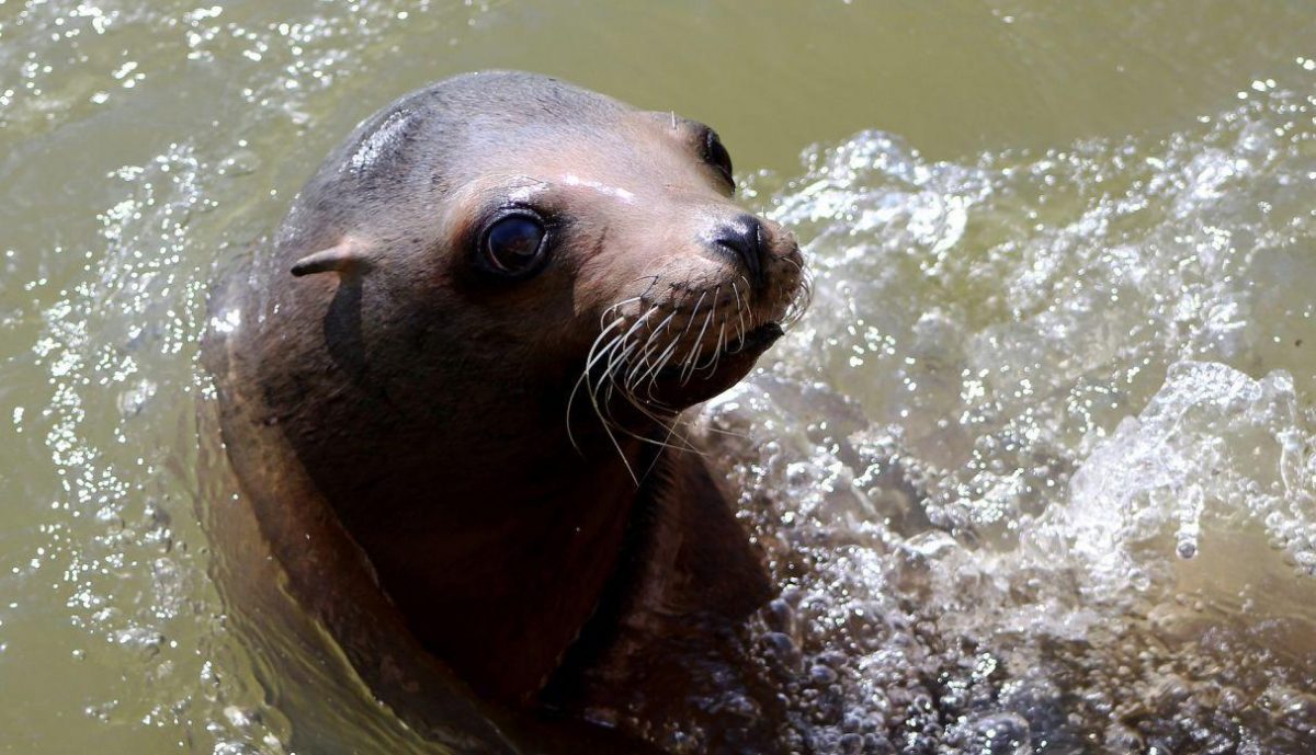 Video Leon Marino Decide Subirse A La Embarcacion Para Que Lo Alimenten Tc Television