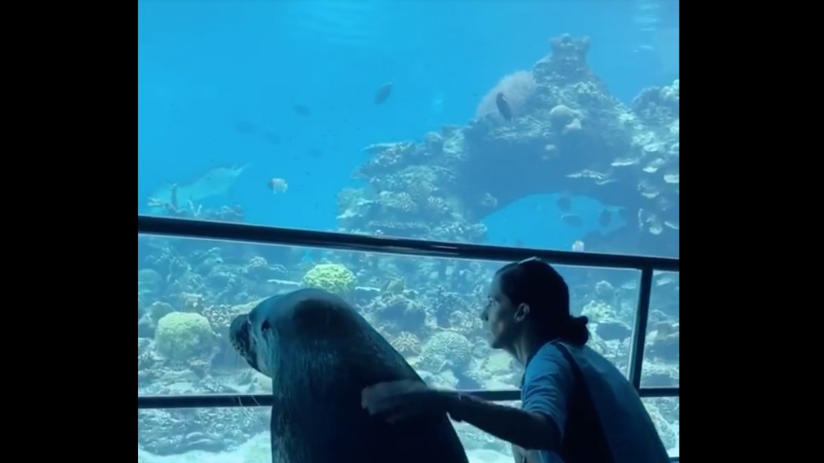 Noticia: VIDEO: Un león marino sale pasea por su acuario vacío durante la cuarentena VIDEO: Un león marino sale pasea por su acuario vacío durante la cuarentena
