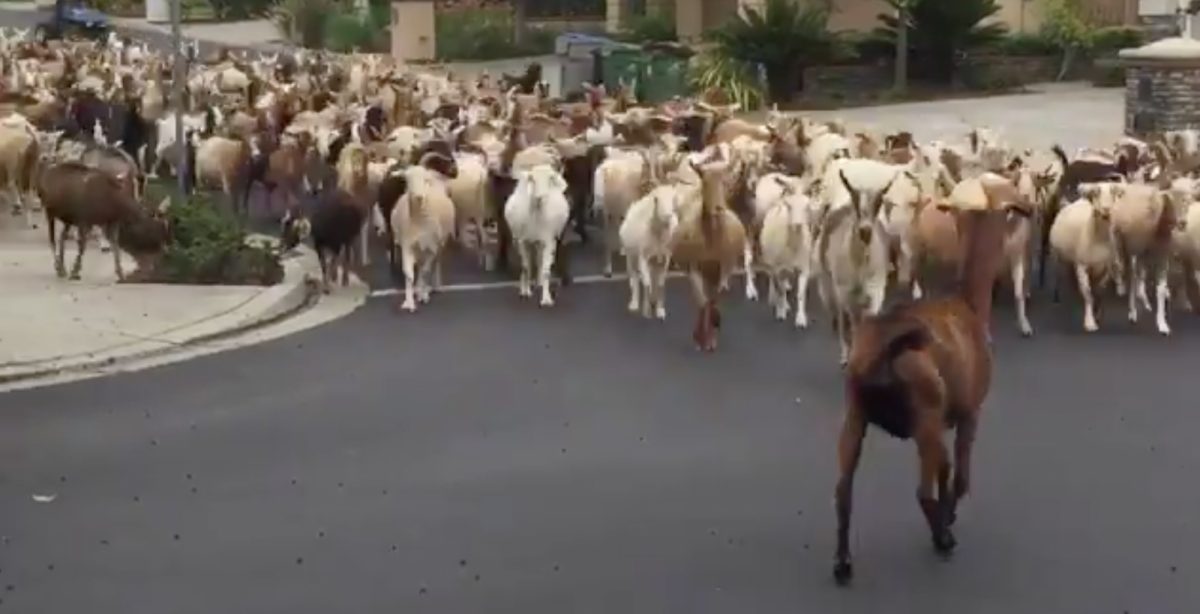 Noticia: VIDEO: Cabras se escapan para dar un paseo por las calles vacías de California VIDEO: Cabras se escapan para dar un paseo por las calles vacías de California