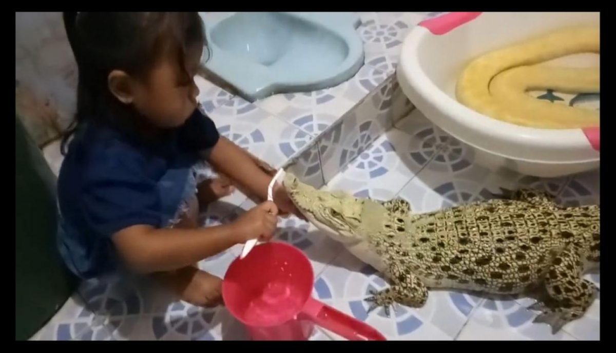 Noticia: VIDEO | Niña le cepilla los dientes a un cocodrilo VIDEO | Niña le cepilla los dientes a un cocodrilo