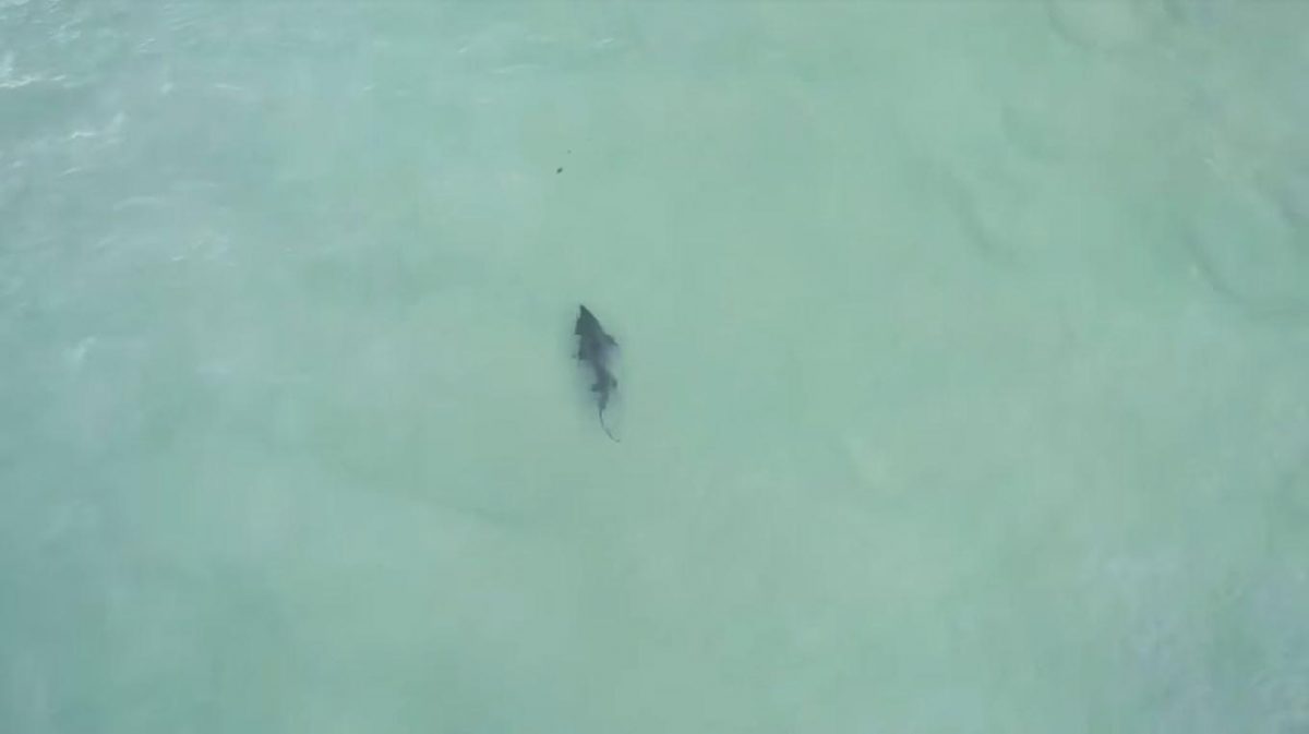 Noticia: VIDEO: un tiburón persigue a un nadador que no se da cuenta del peligro VIDEO: un tiburón persigue a un nadador que no se da cuenta del peligro