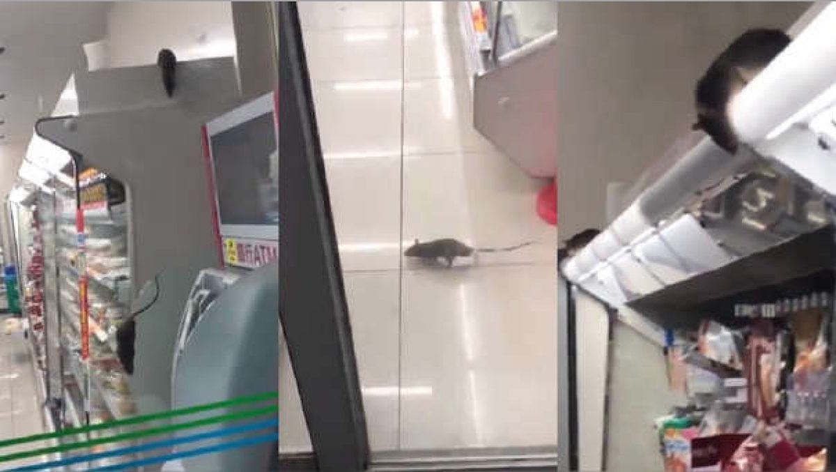 Noticia: FOTOS | Captan ratas en estantes de local de comida FOTOS | Captan ratas en estantes de local de comida