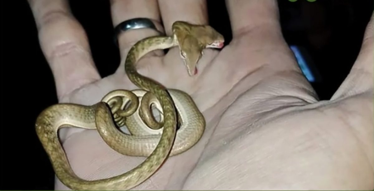 Noticia: VIDEO | Encuentran una serpiente con dos cabezas en Indonesia VIDEO | Encuentran una serpiente con dos cabezas en Indonesia