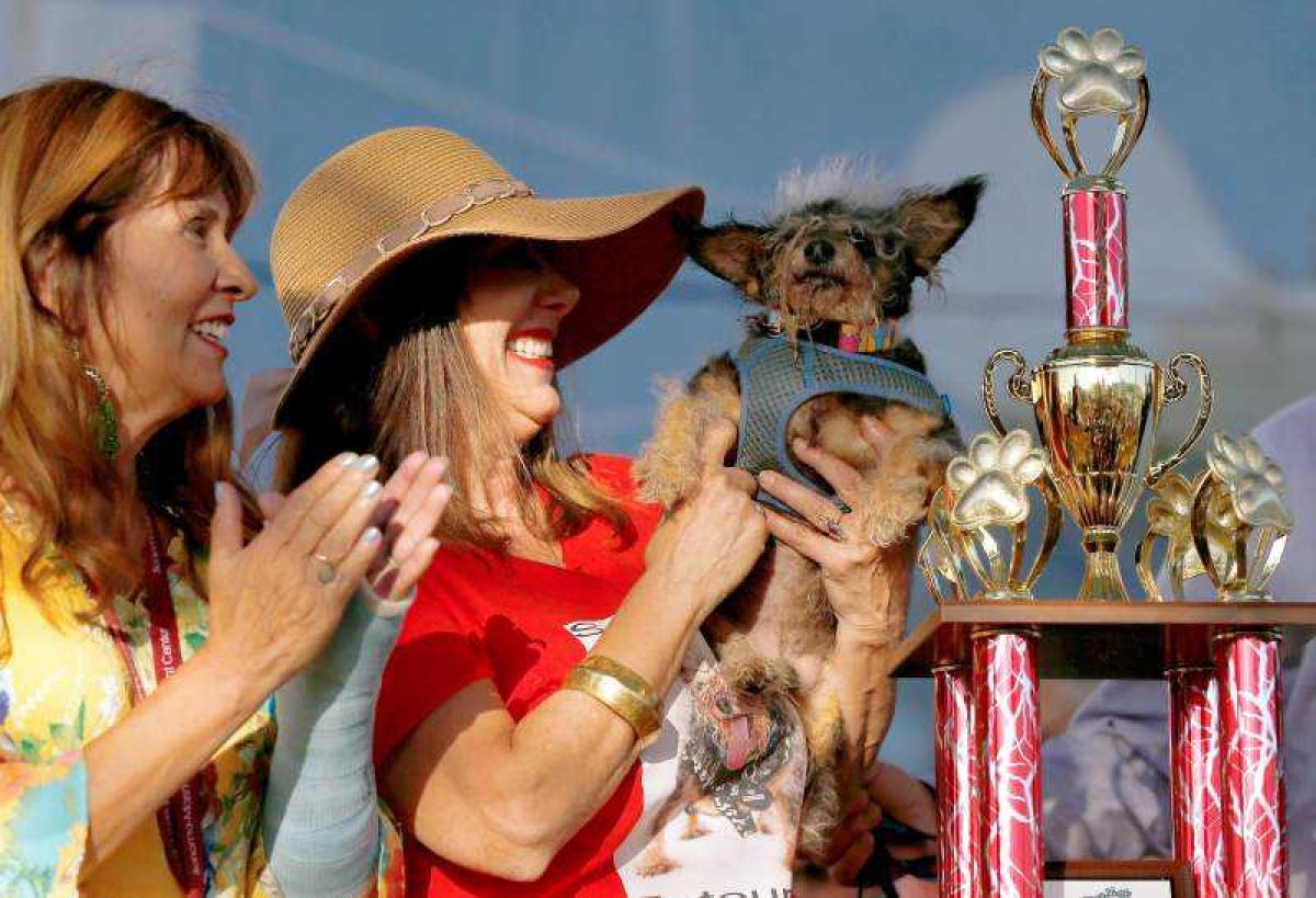 Noticia: FOTOS | Eligen en EE.UU. al perro más feo del mundo FOTOS | Eligen en EE.UU. al perro más feo del mundo