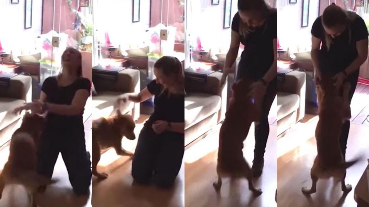 Noticia: VIDEO EMOTIVO: Perro se vuelve 'loco' de la emoción al ver a su dueña después tres años VIDEO EMOTIVO: Perro se vuelve 'loco' de la emoción al ver a su dueña después tres años