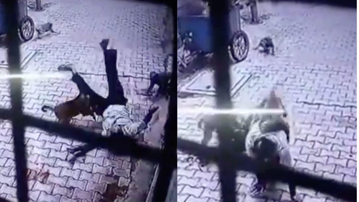Noticia: VIDEO | Monos atacan sin motivos a un hombre y lo arrojan al suelo VIDEO | Monos atacan sin motivos a un hombre y lo arrojan al suelo