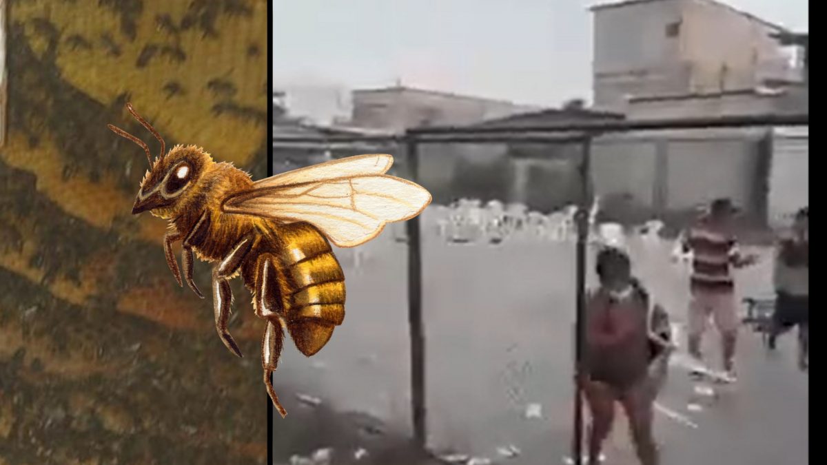 Noticia: Ataque masivo de abejas durante un bingo dejó a fallecido en Guayaquil Ataque masivo de abejas durante un bingo dejó a fallecido en Guayaquil