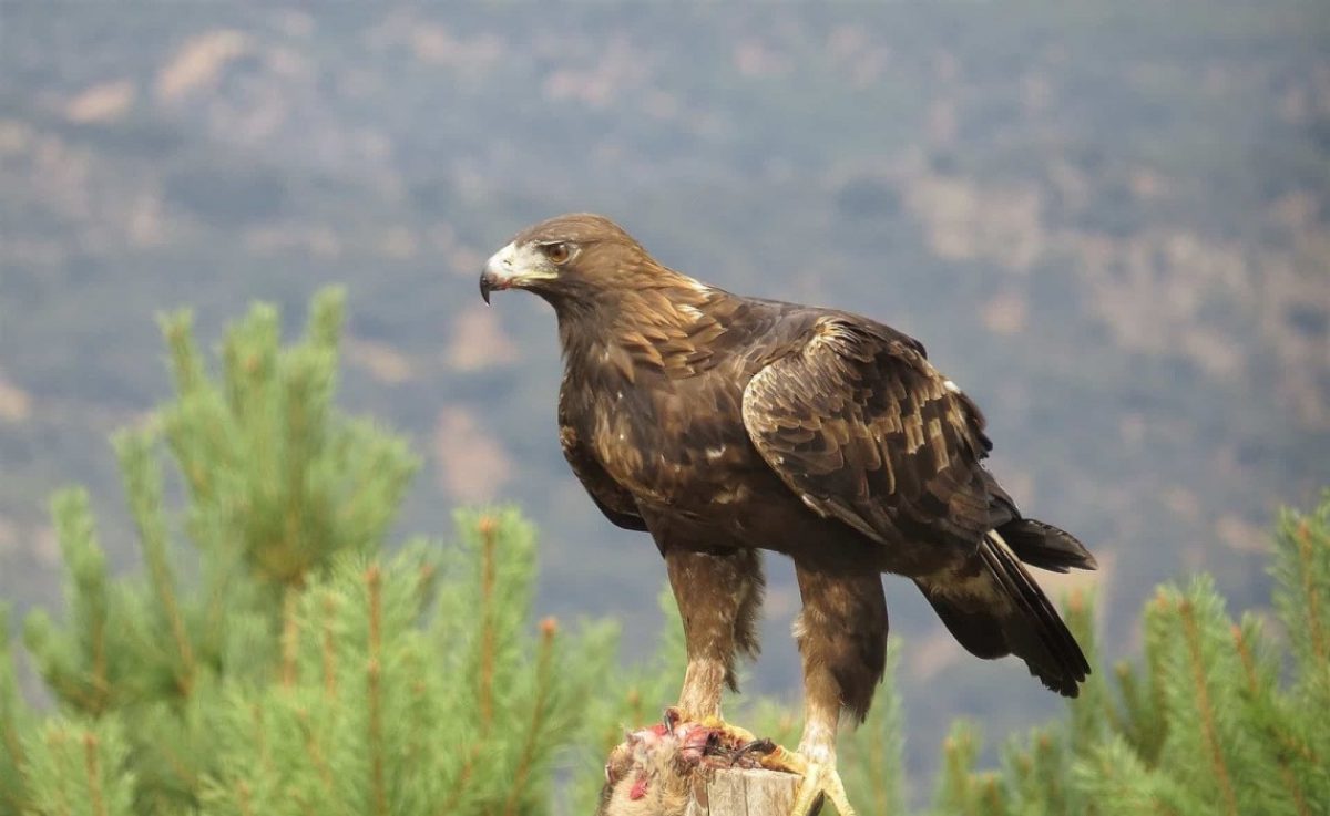 Noticia: VIDEO | Una niña trata de escapar de las garras de un águila mientras su madre se ríe VIDEO | Una niña trata de escapar de las garras de un águila mientras su madre se ríe