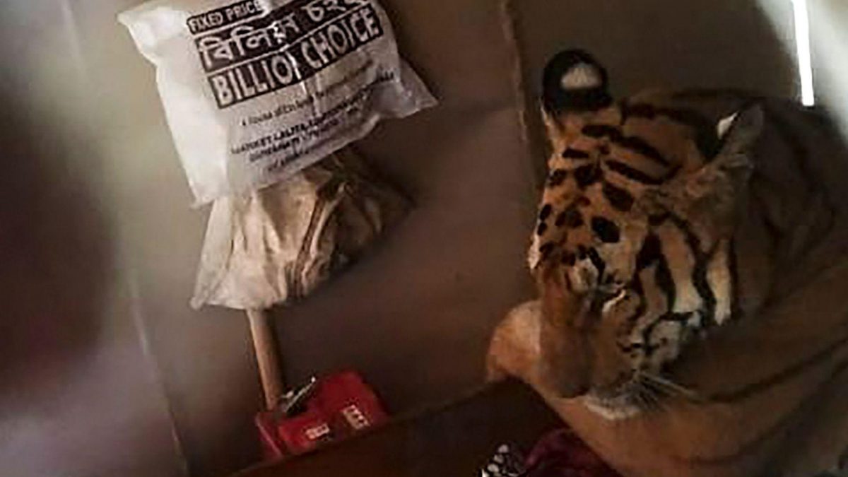 Noticia: Tigres, rinocerontes y otros animales salvajes víctimas de inundaciones en India Tigres, rinocerontes y otros animales salvajes víctimas de inundaciones en India