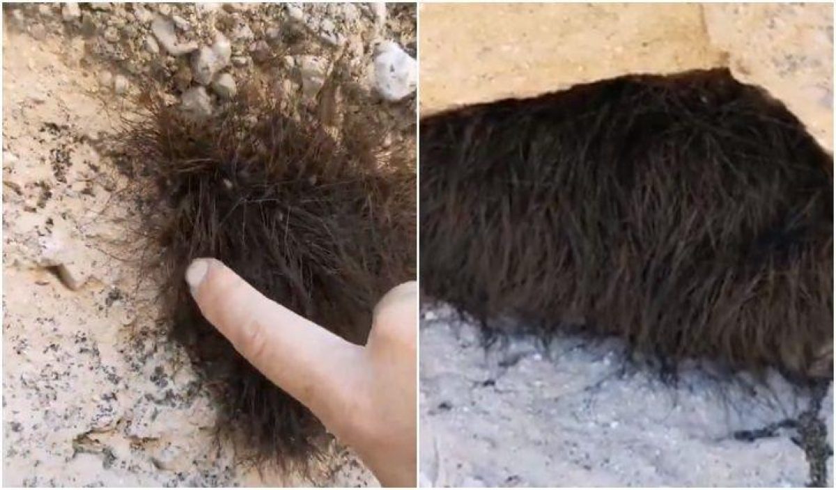Noticia: VIDEO | Creían que era un animal dormido, pero resultó ser un ¡nido de arañas! VIDEO | Creían que era un animal dormido, pero resultó ser un ¡nido de arañas!