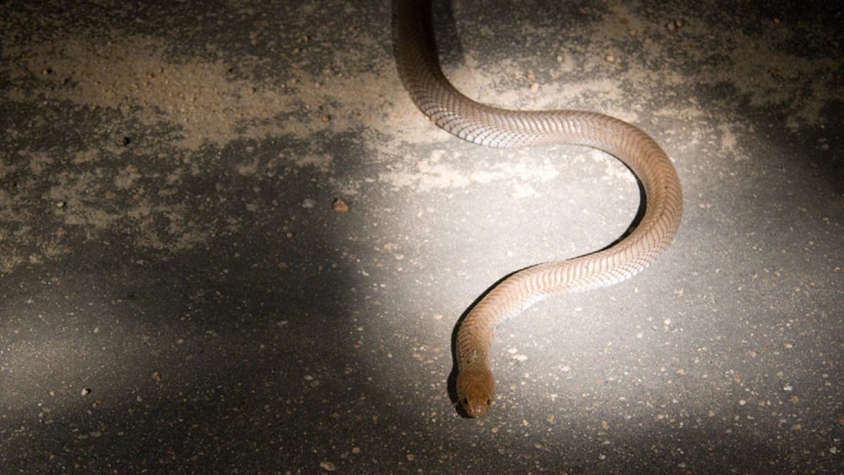 Noticia: Menor encuentra una cobra cuando acababa de usar el inodoro Menor encuentra una cobra cuando acababa de usar el inodoro