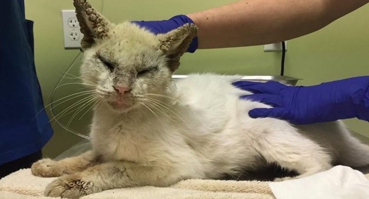 Noticia: FOTOS: un gato ciego abre los ojos de nuevo y cautiva a todos por su belleza FOTOS: un gato ciego abre los ojos de nuevo y cautiva a todos por su belleza