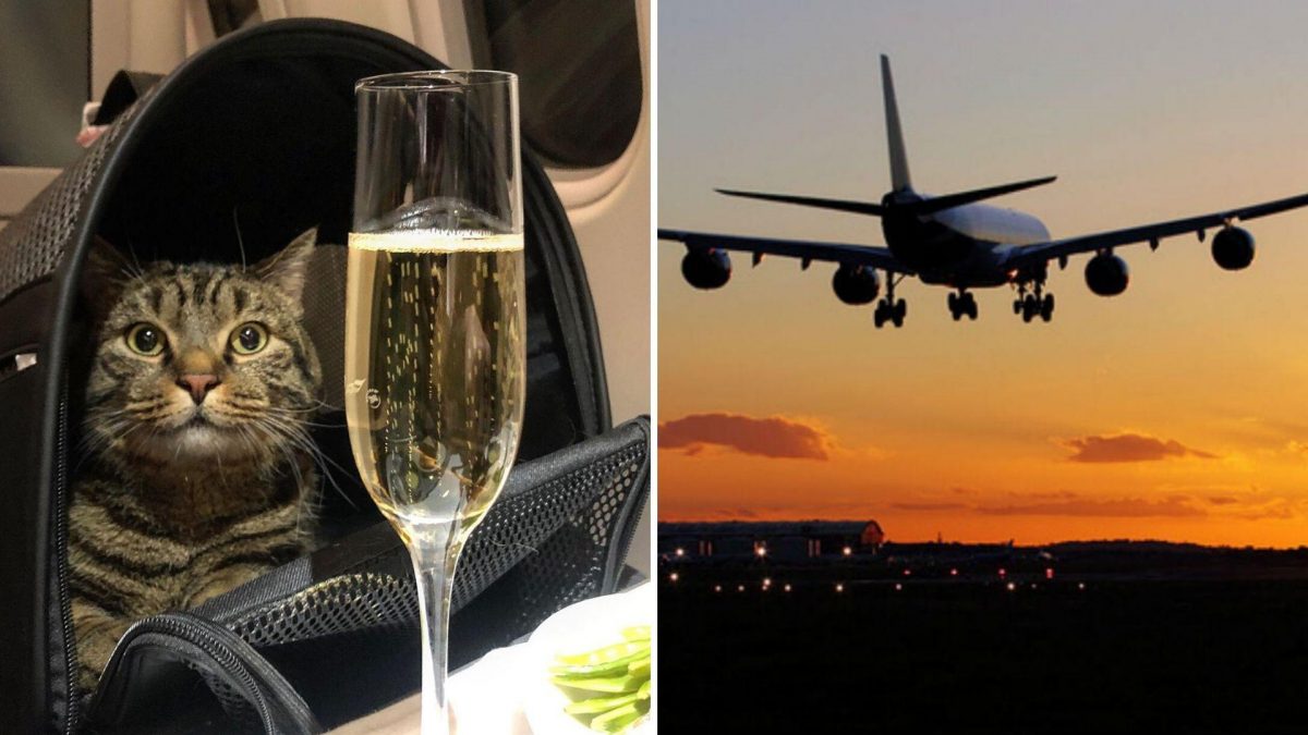 Noticia: FOTO | Rechazaron que su gato subiera al avión por obeso y esto fue lo que hizo su dueño FOTO | Rechazaron que su gato subiera al avión por obeso y esto fue lo que hizo su dueño