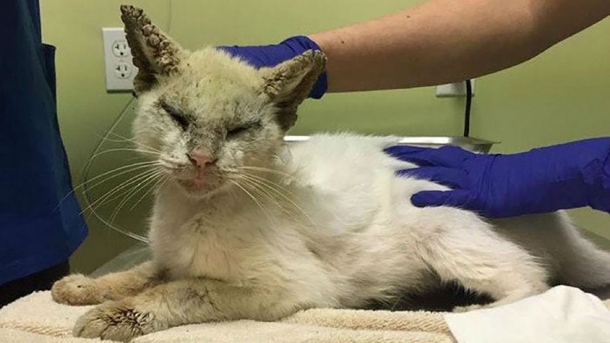 Noticia: FOTOS: Un gato ciego abre sus ojos y cautiva a todos por su belleza FOTOS: Un gato ciego abre sus ojos y cautiva a todos por su belleza