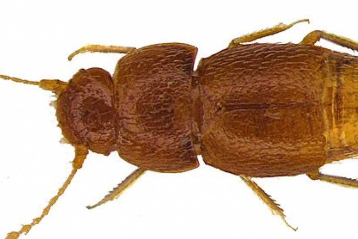 Noticia: Un nuevo insecto llamado "Greta" en honor a la niña activista Un nuevo insecto llamado "Greta" en honor a la niña activista