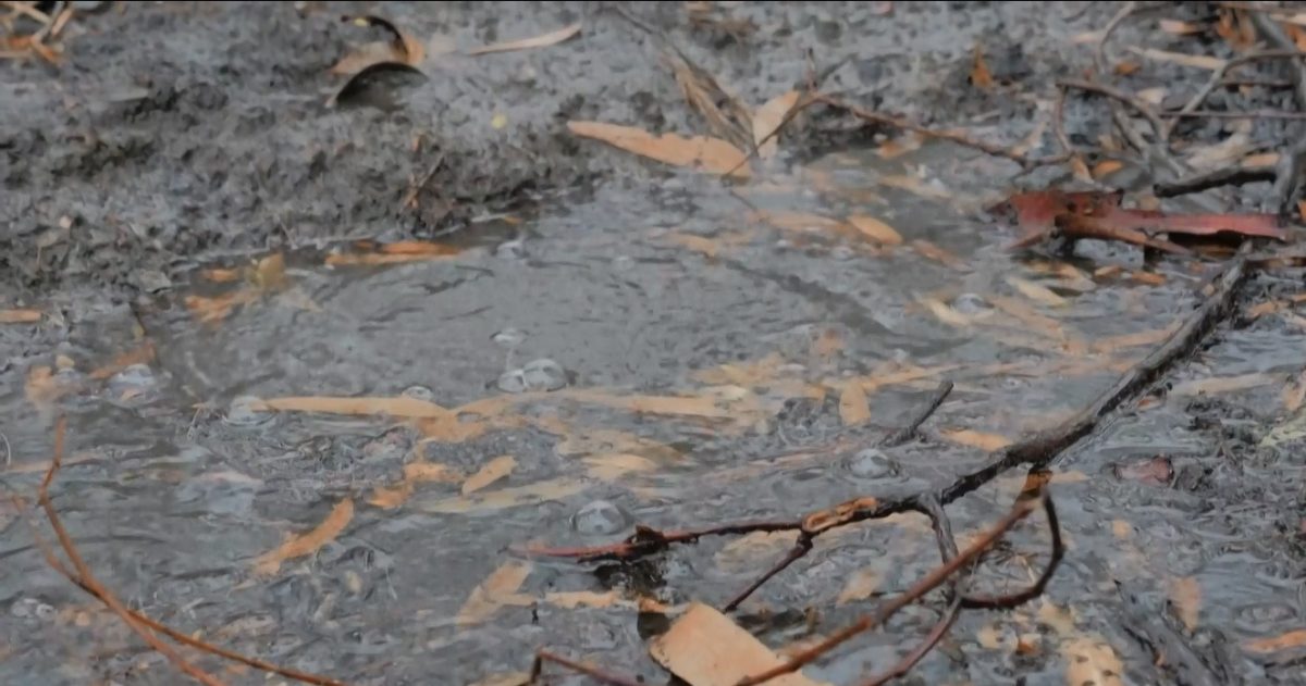 Noticia: VIDEO | La lluvia en Australia ayuda a los bomberos a combatir una parte de los incendios VIDEO | La lluvia en Australia ayuda a los bomberos a combatir una parte de los incendios
