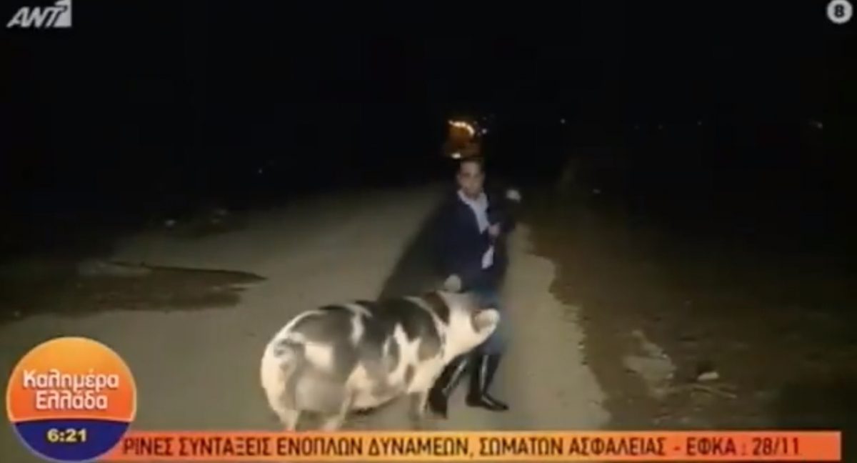 Noticia: VIDEO | "Me está mordiendo": periodista huye de un chancho en plena transmisión VIDEO | "Me está mordiendo": periodista huye de un chancho en plena transmisión