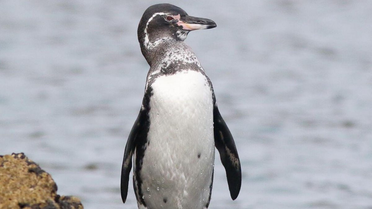Noticia: Expectativa de vida del pingüino de Galápagos es mayor a la que se pensaba Expectativa de vida del pingüino de Galápagos es mayor a la que se pensaba