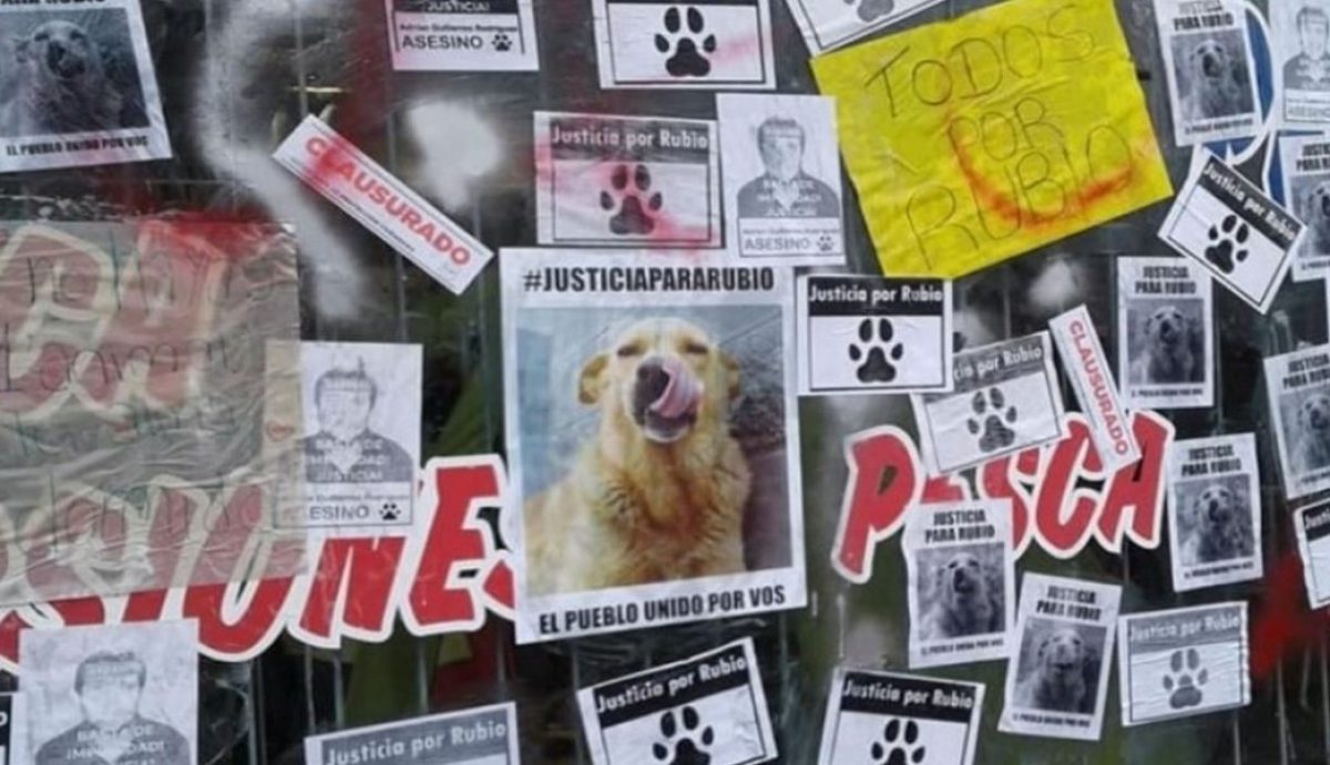 Noticia: VIDEO | Argentina llora a ‘Rubio’, el perrito atado y arrastrado hasta la muerte VIDEO | Argentina llora a ‘Rubio’, el perrito atado y arrastrado hasta la muerte