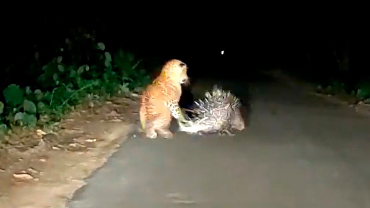 Noticia: VIDEO: Un puercoespín le enseña una dolorosa lección a un leopardo que lo acecha VIDEO: Un puercoespín le enseña una dolorosa lección a un leopardo que lo acecha