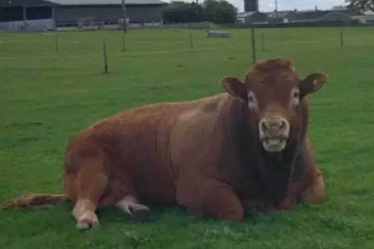 Noticia: Un toro se rascó contra un poste de luz y dejó sin electricidad a 800 hogares Un toro se rascó contra un poste de luz y dejó sin electricidad a 800 hogares