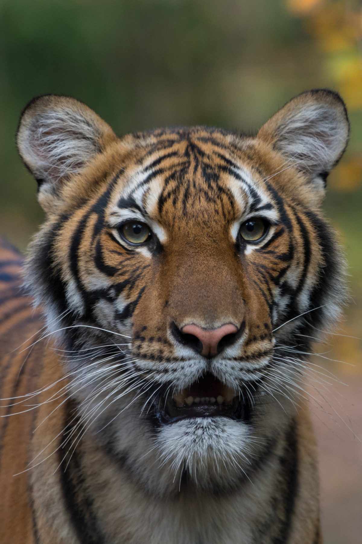 Noticia: Una tigresa de un zoológico contrajo coronavirus y otros cinco felinos se contagiaron Una tigresa de un zoológico contrajo coronavirus y otros cinco felinos se contagiaron