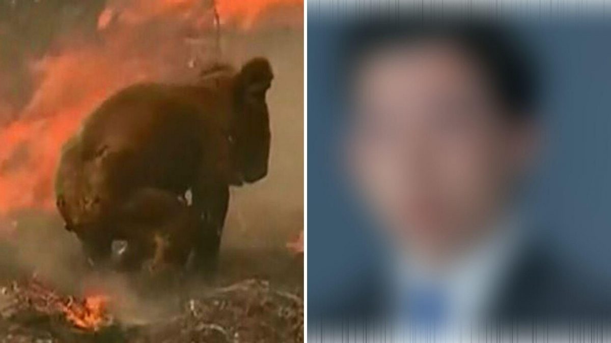 Noticia: Estrella de televisión propone vender la piel de los koalas muertos en los incendios de Australia Estrella de televisión propone vender la piel de los koalas muertos en los incendios de Australia