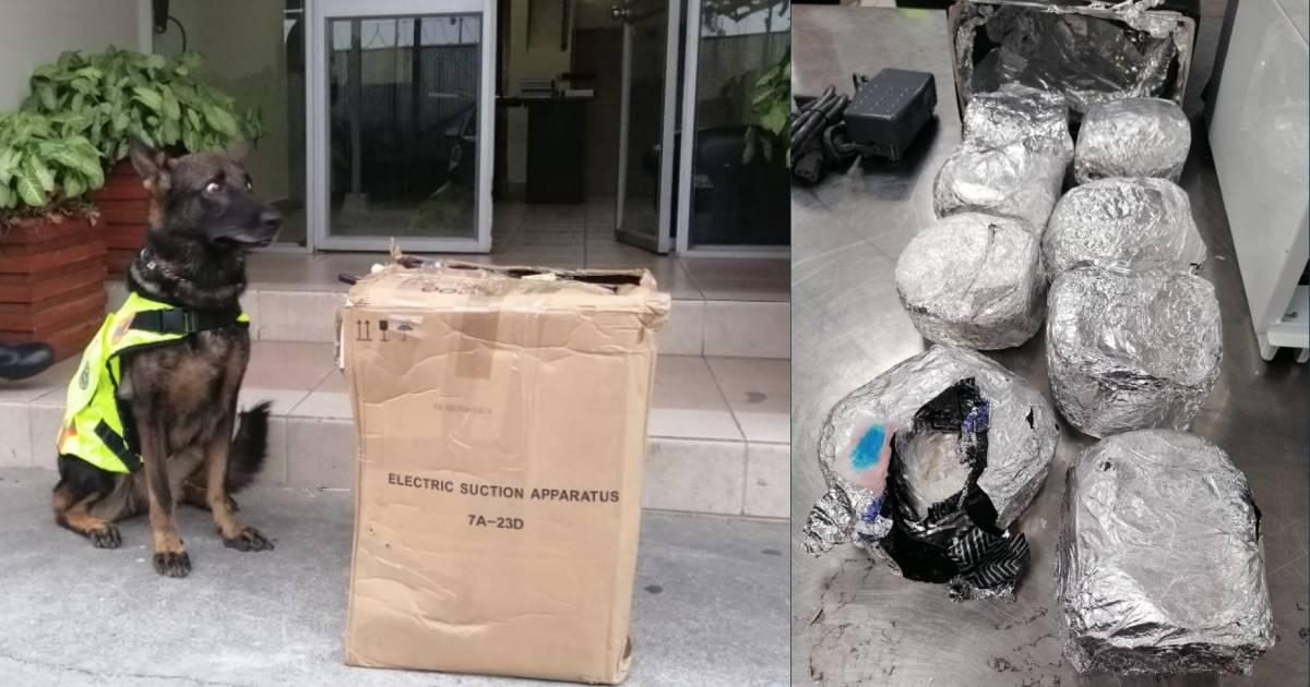 Noticia: 'Wanja', el can policía que detuvo tráfico de drogas hacia Chile 'Wanja', el can policía que detuvo tráfico de drogas hacia Chile
