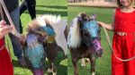 Noticia: FOTOS | Exmodelo 'baña' de escarcha a Poni e indigna en redes sociales FOTOS | Exmodelo 'baña' de escarcha a Poni e indigna en redes sociales