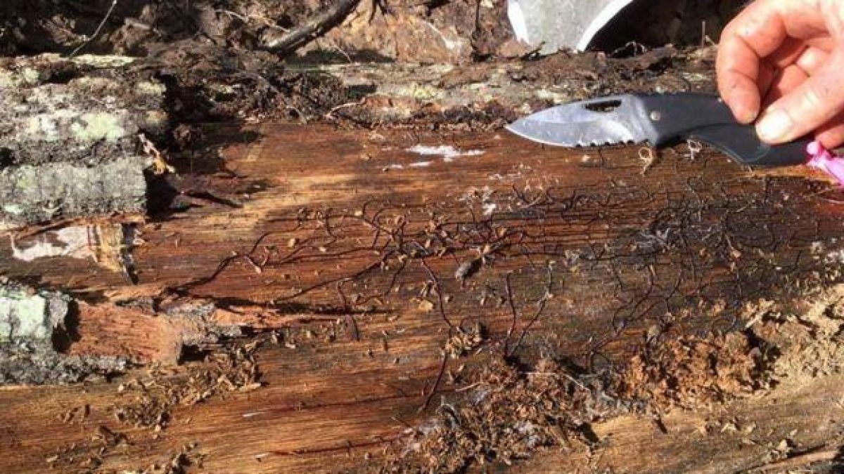 El hongo crece usando como fuente de energía madera en descomposición. Va expandiendo sus redes de filamentos oscuros llamados rizomorfos en busca de raíces de árboles a las cuales se fija. (Foto: James Anderson)