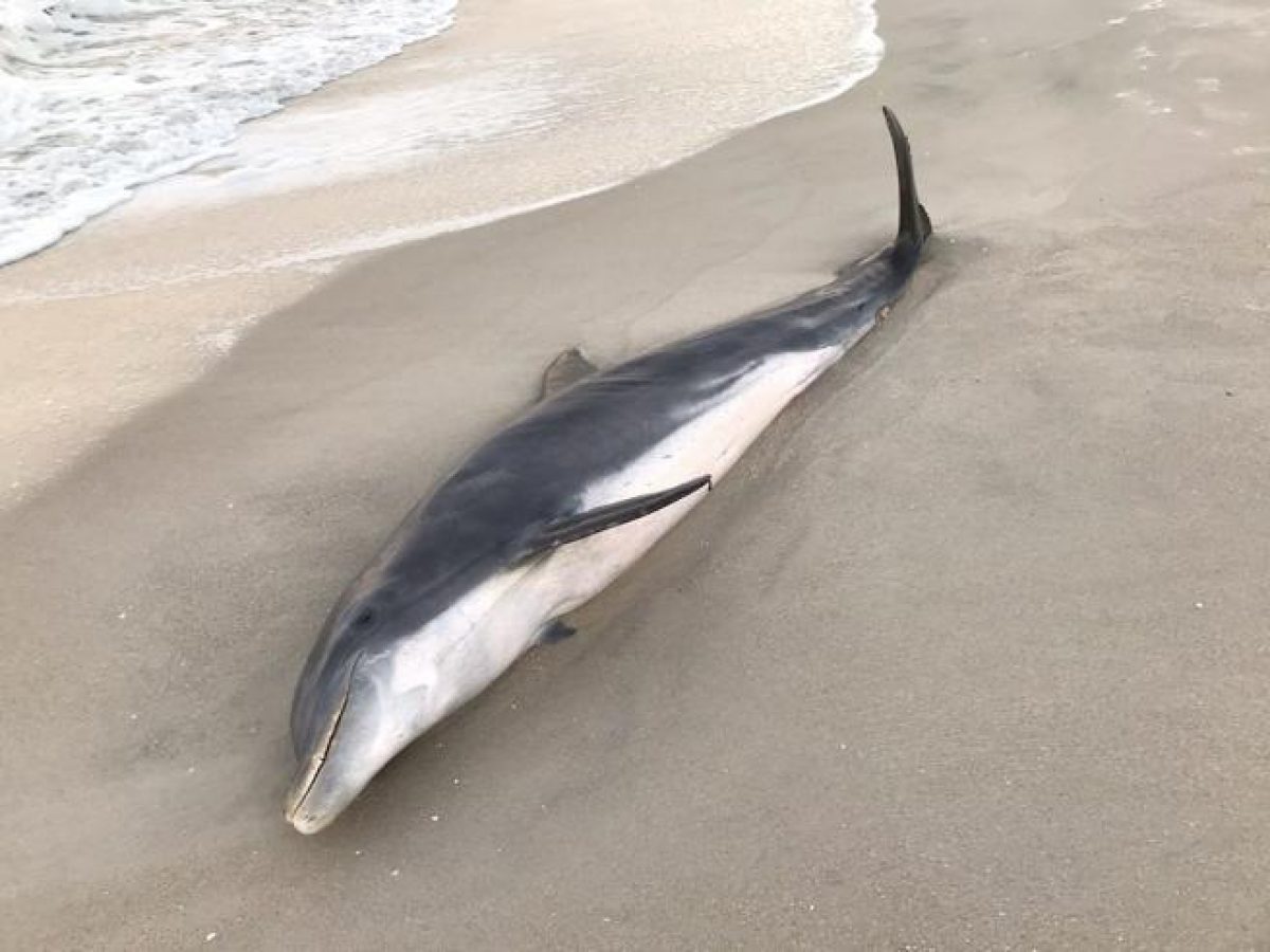 Fotografía fechada el 30 de enero de 2020 y cedida por la Comisión de Conservación de Pesca y Vida Silvestre de Florida (FWC), que muestra a un delfín muerto a causa de un balazo en la cabeza. (FWC / EFE)