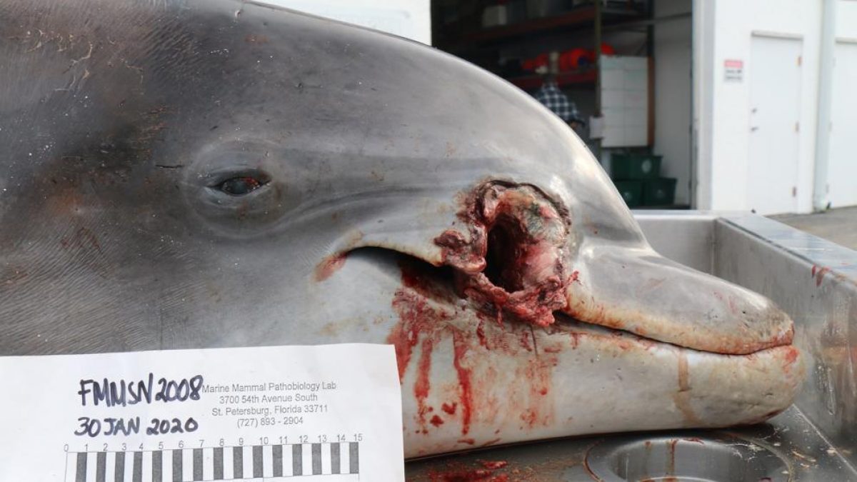 Uno de los delfines muertos por un disparo en la cabeza, localizado en la costa de Florida (FWC / EFE)