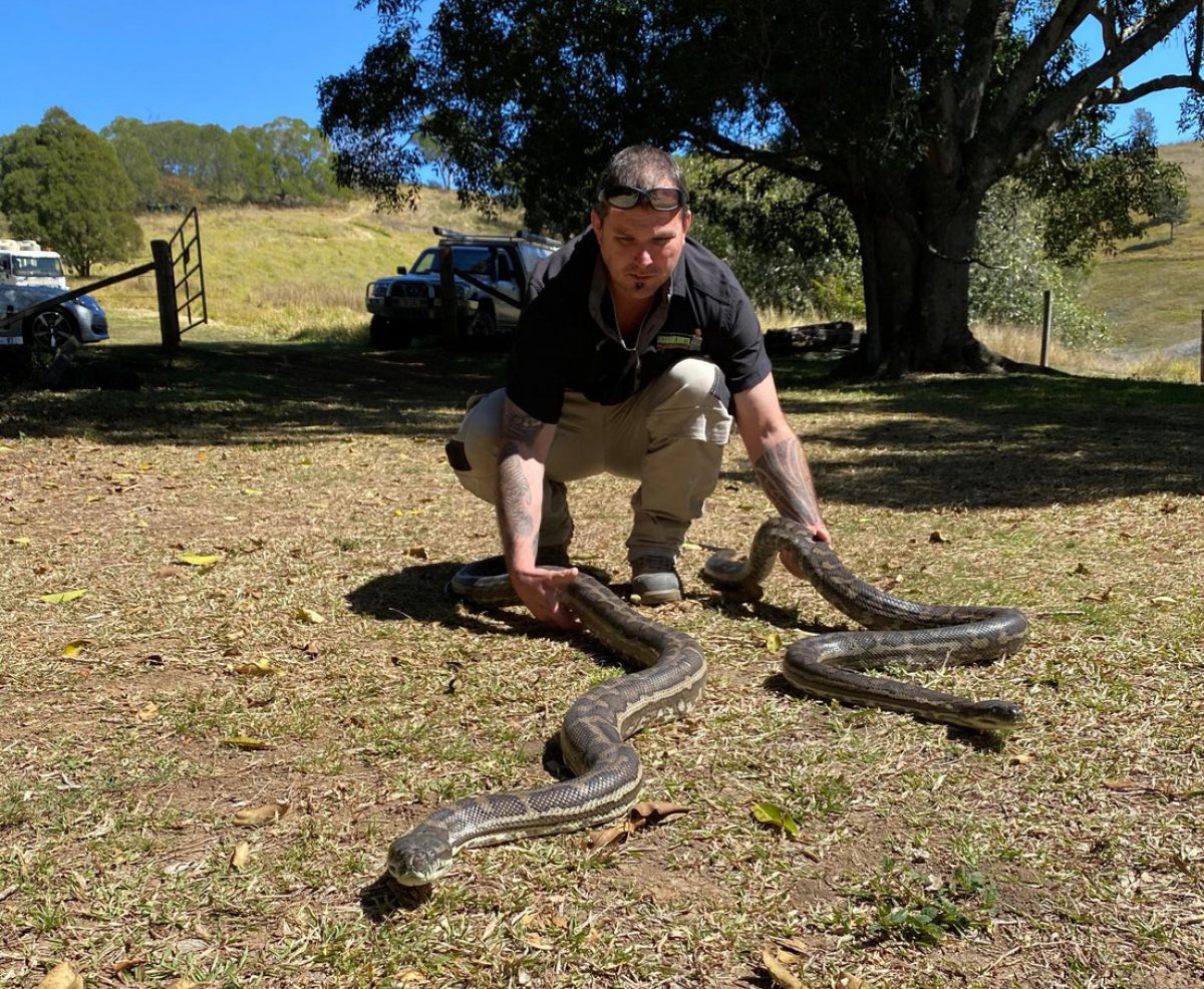 FOTOS | Dos pitones caen en la cocina de un australiano a través del