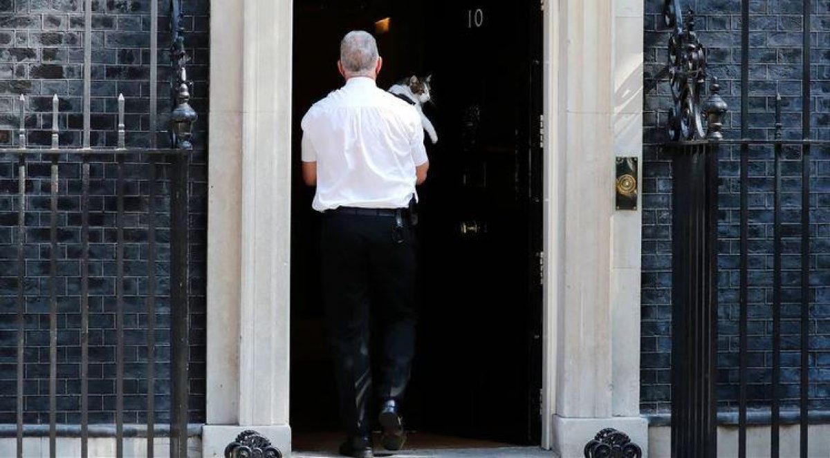 'Larry, el Gato' callejero de Downing Street es recogido y llevado dentro de la residencia en el centro de Londres el 24 de mayo de 2019.(Reuters)