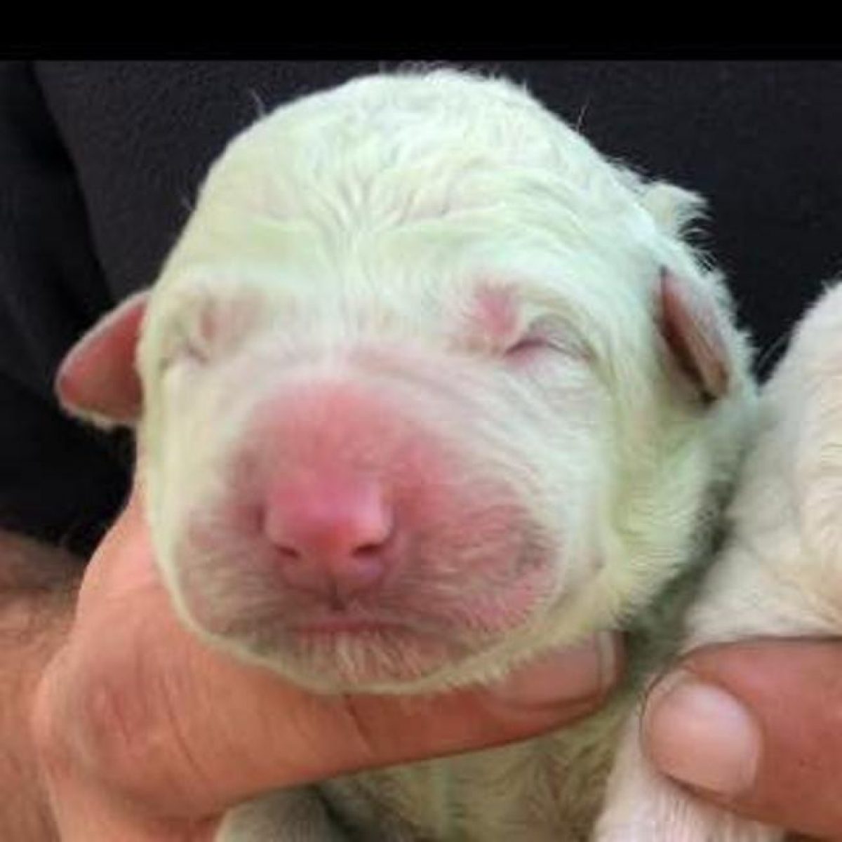 El insólito pelaje verde del cachorro le ha valido el acertado nombre de 'Pistacho'. (Facebook/Cristian Malloci)