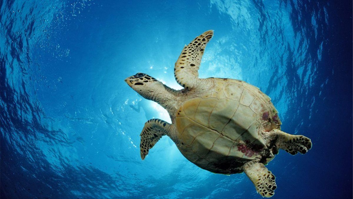 Los descensos y las extinciones de poblaciones de tortugas a escala global significan que sus funciones ecológicas se ven ahora enormemente reducidas