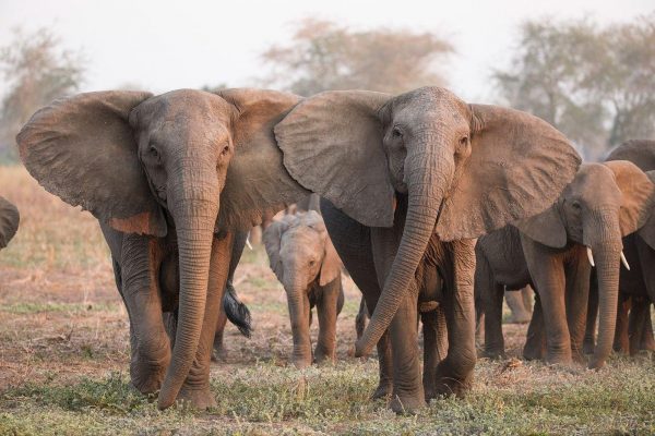 Imagen: Ante la amenaza de la caza furtiva, los elefantes evolucionan para perder los colmillos. Foto National Geographic Imagen: Ante la amenaza de la caza furtiva, los elefantes evolucionan para perder los colmillos. Foto National Geographic