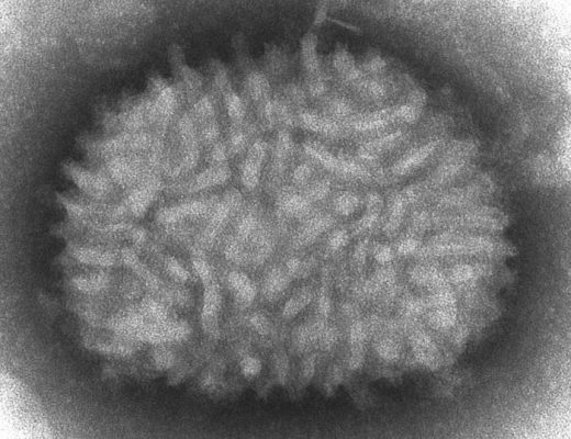 Imagen: Virus del género Orthopoxvirus. Imagen: Virus del género Orthopoxvirus.