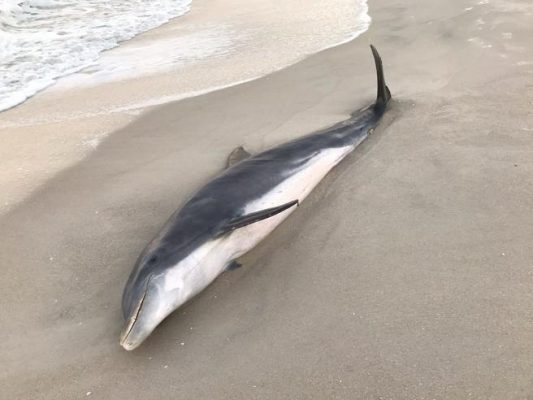 Imagen: Fotografía fechada el 30 de enero de 2020 y cedida por la Comisión de Conservación de Pesca y Vida Silvestre de Florida (FWC), que muestra a un delfín muerto a causa de un balazo en la cabeza. (FWC / EFE) Imagen: Fotografía fechada el 30 de enero de 2020 y cedida por la Comisión de Conservación de Pesca y Vida Silvestre de Florida (FWC), que muestra a un delfín muerto a causa de un balazo en la cabeza. (FWC / EFE)